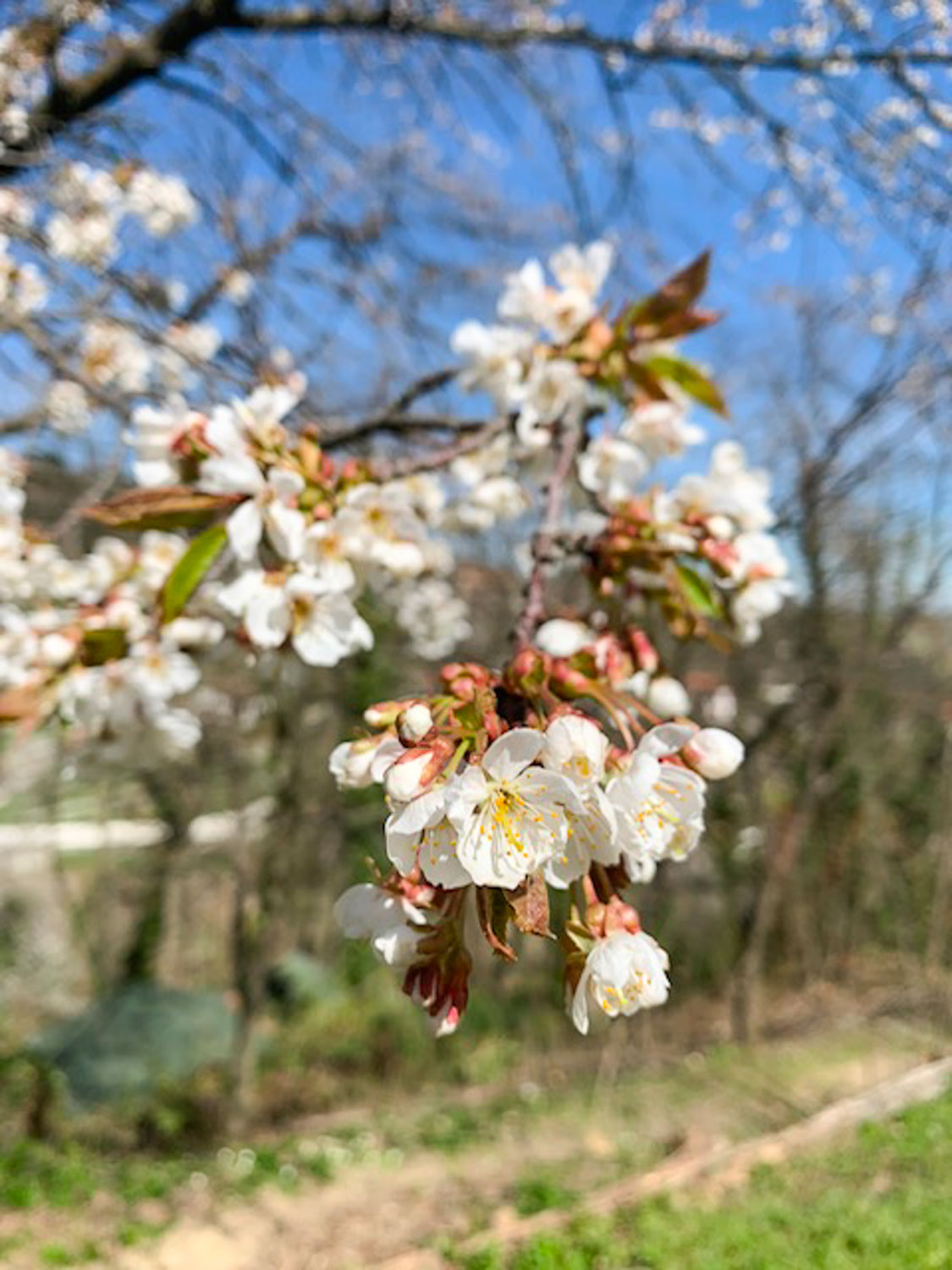 Giardino Kairos Casa Vacanze Monferrato